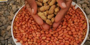 Groundnut Kernels