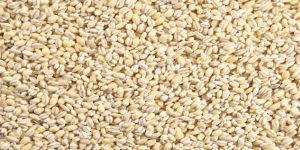 Barley