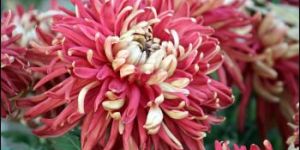Chrysanthemum