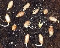 Peanut Seeds