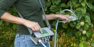 MINI-PAM-II fluorometer