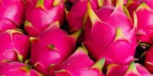 Dragon Fruit Plant