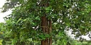 Red Sandalwood Plant