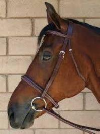 English Bridle