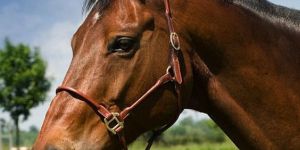 Horse Leather Halter and Head Collars