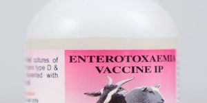 Enterotoxaemia Vaccine