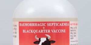 Haemorrhagic Septicaemia Blackquarter Vaccine