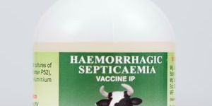 Haemorrhagic Septicaemia Vaccine