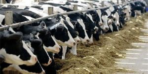 Dairy Farming Consultancy