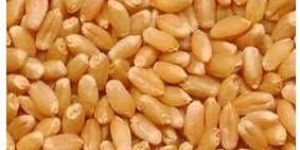 Milling Wheat Seeds