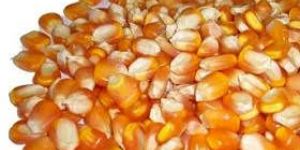 Yellow Maize Seeds