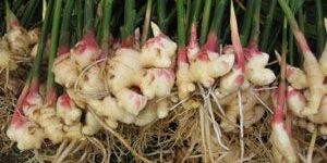 Ginger Roots