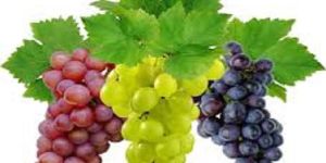 Seedless Grapes
