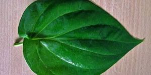 Betel Leaf