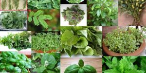 Leaf Spices