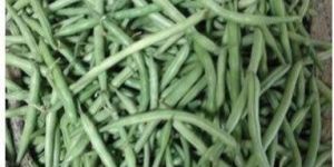 Fresh Green Bean