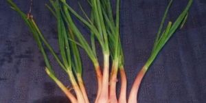 Fresh Shallot