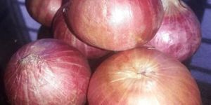 Red Onion