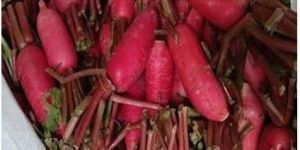 Red Radish