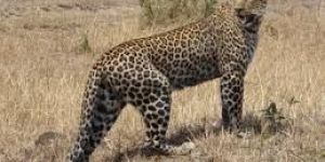 CORBETT TIGER SAFARI TOUR