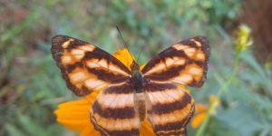 Eco Friendly Village Tour 1 NIGHT 2000/- PER PERSON