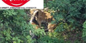 JIM CORBETT NATIONAL PARK TOUR PACKAGE 3 NIGHT 3 DAYS