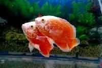 Imported Oscar Fish