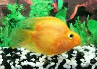 Yellow Parrot Fish
