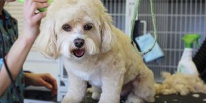 Dog Hair Cut Services