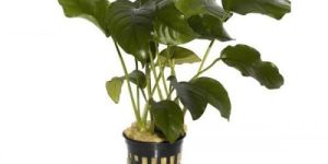 Anubias Barteri Undemanding Plant