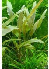 Cryptocoryne Wendtii