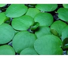 Limnobium Laevigatum - Amazon Frogbits