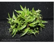 Foreground Aquarium Plants