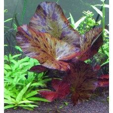 Water Lily Nymphaea Lotus
