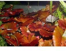 water lily Nymphaea lotus 'Red'