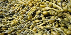 Ascophyllum Nodosum Extract