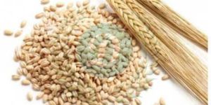 BARLEY FOR CATTLE FEED