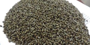 Cassia Tora Seeds