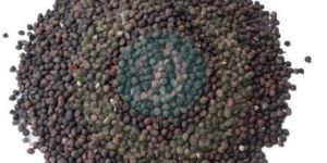 Millet