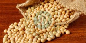 Soybean Meal