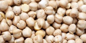 White Chickpeas