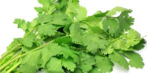 Fresh Green Coriander Leaves