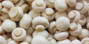 Fresh Button Mushroom