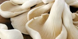 Fresh Oyster Mushroom