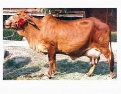 Desi Cow Breeding Services