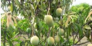 Organic Fruit Farming