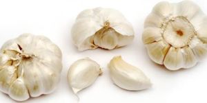 Fresh Garlic