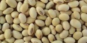 Soybean Seeds