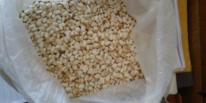 American Saffron Seeds