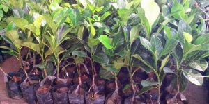 Jackfruit Plants